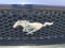 2020 Ford Mustang EcoBoost Fastback