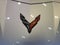 2027 Chevrolet Corvette ZR1 3LZ
